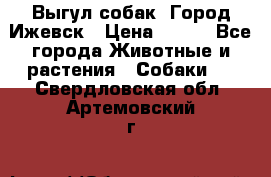 Выгул собак. Город Ижевск › Цена ­ 150 - Все города Животные и растения » Собаки   . Свердловская обл.,Артемовский г.